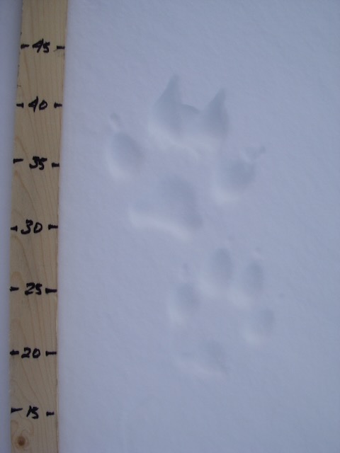 Wolf Tracks